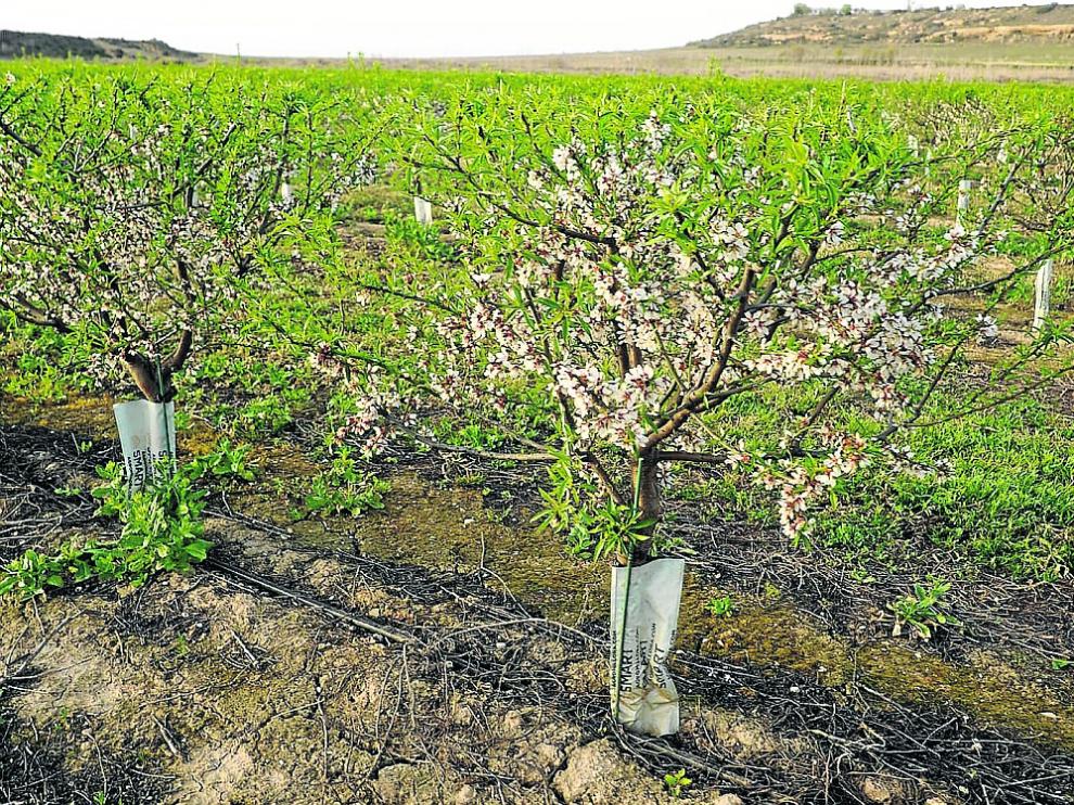 Explotación de almendro en seto en Venta de Ballerías.
