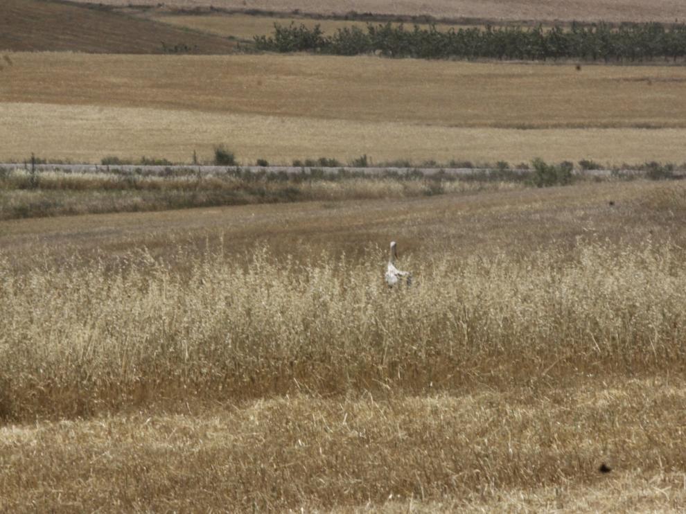 Cosecha en Gurrea de Gállego