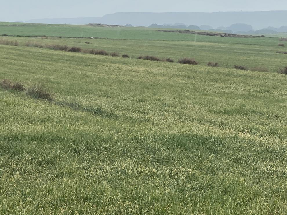 Campos de cereal en Robres, este viernes a mediodía.