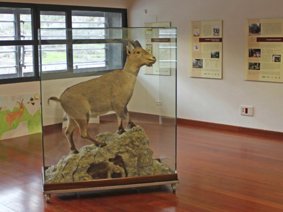 Último ejemplar de bucardo, ‘Celia’ o ‘Laña’ (para la población local), en la exposición del Centro de Visitantes del Parque Nacional de Ordesa, en Torla.