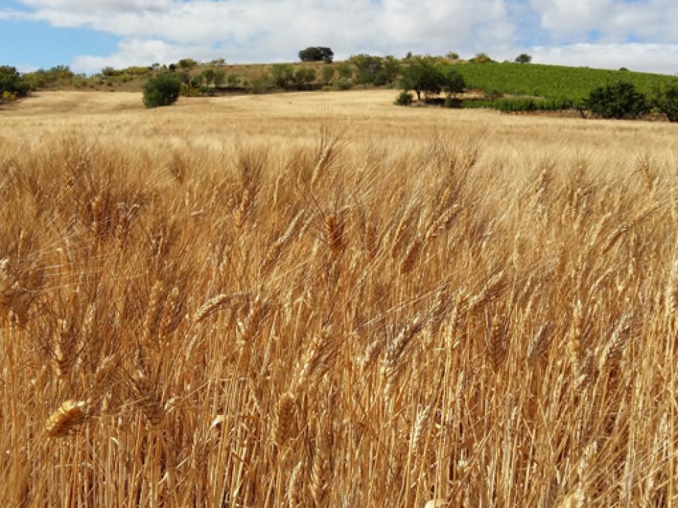 Campo de trigo.
