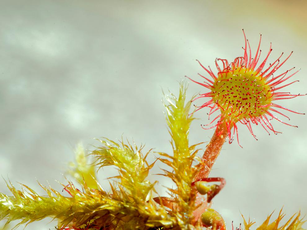 Una de las imágenes de la muestra sobre flora silvestre.