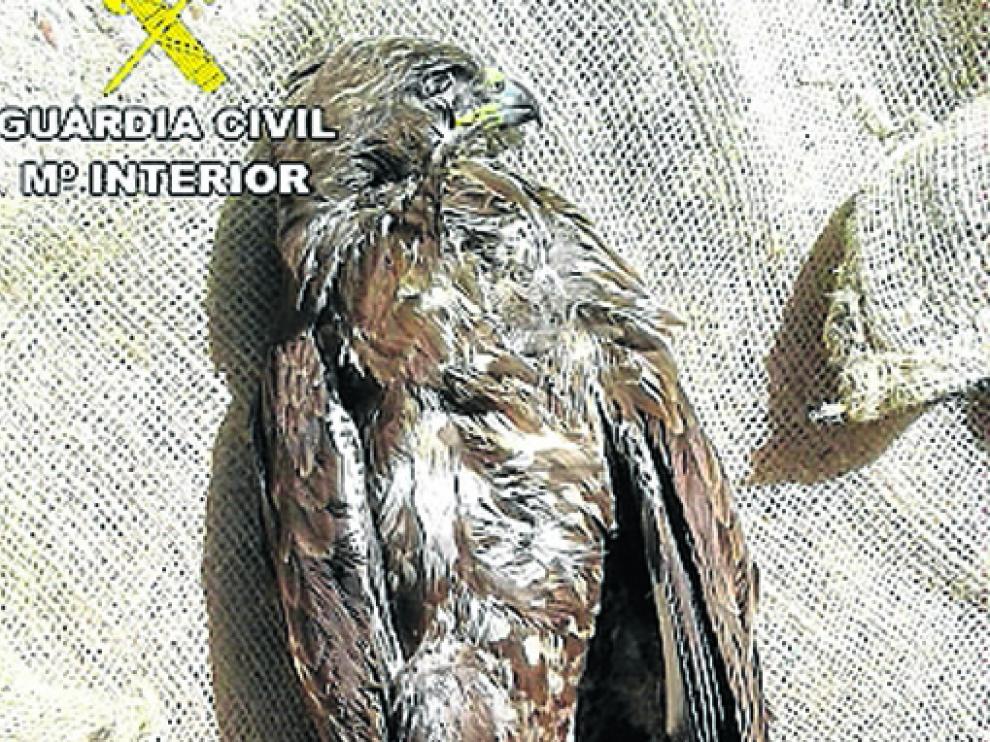 Ejemplar de águila ratonera que hallaron muerta.