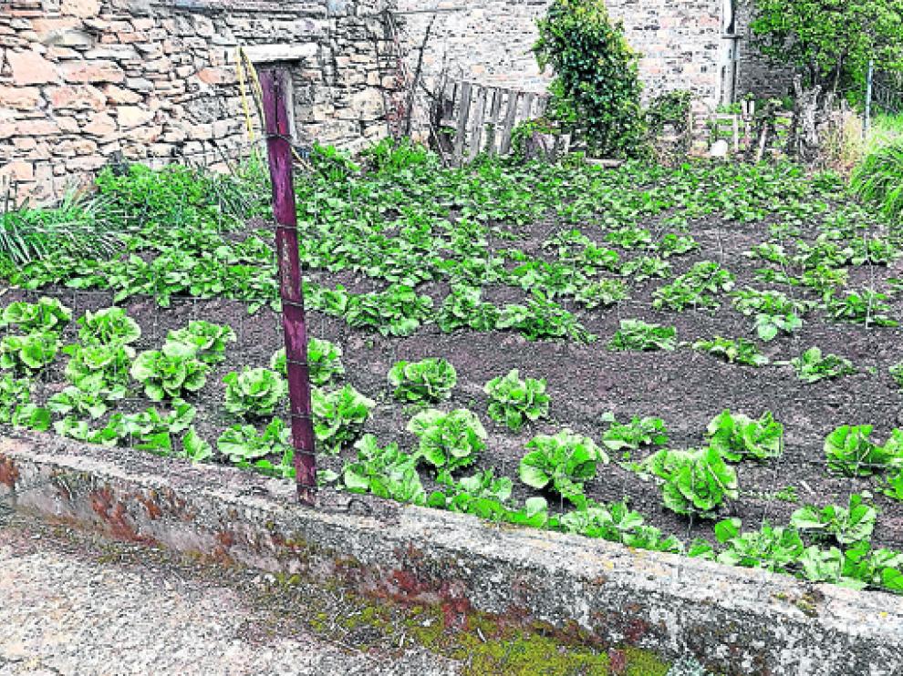 Imagen de un huerto de la provincia