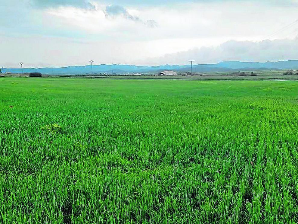 Campo de trigo en Robres después de las últimas lluvias, tras la jornada de ayer.