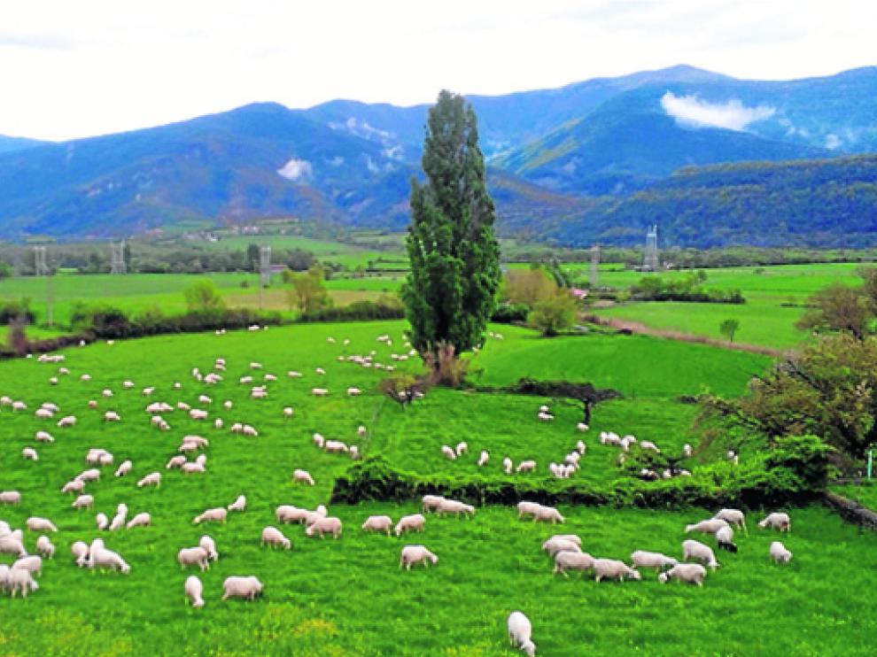 Rebaño de ovejas pastando en los campos de Senegüé.