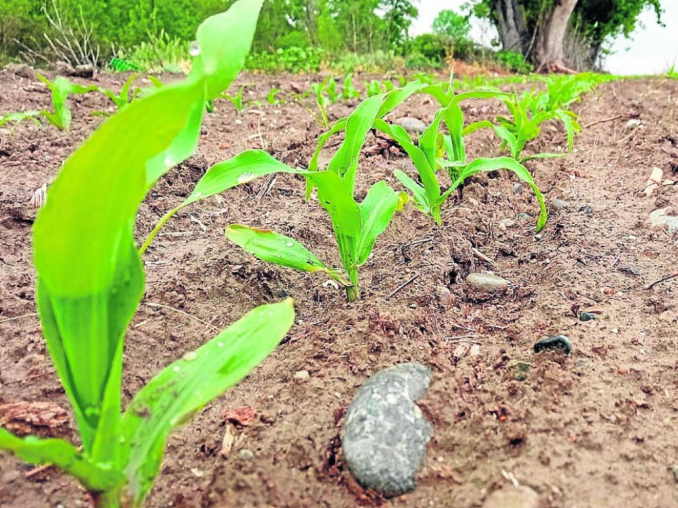 Estado actual de una plantación de maíz de consumo humano en primera siembra.