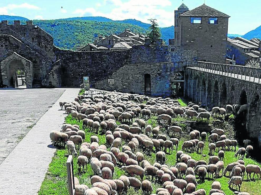 Ovejas pastando en los alrededores del castillo de Aínsa