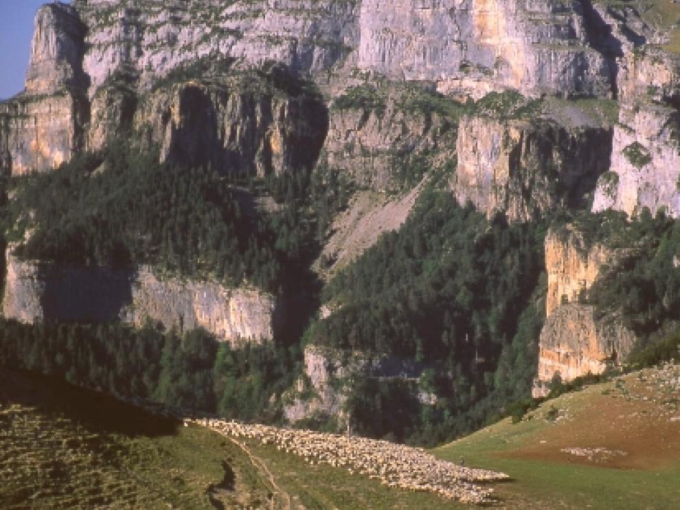 Ganado en el Cañón de Añisclo de Ordesa