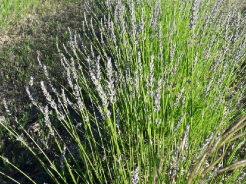 Los cursos versan sobre plantas aromáticas y pequeños frutos