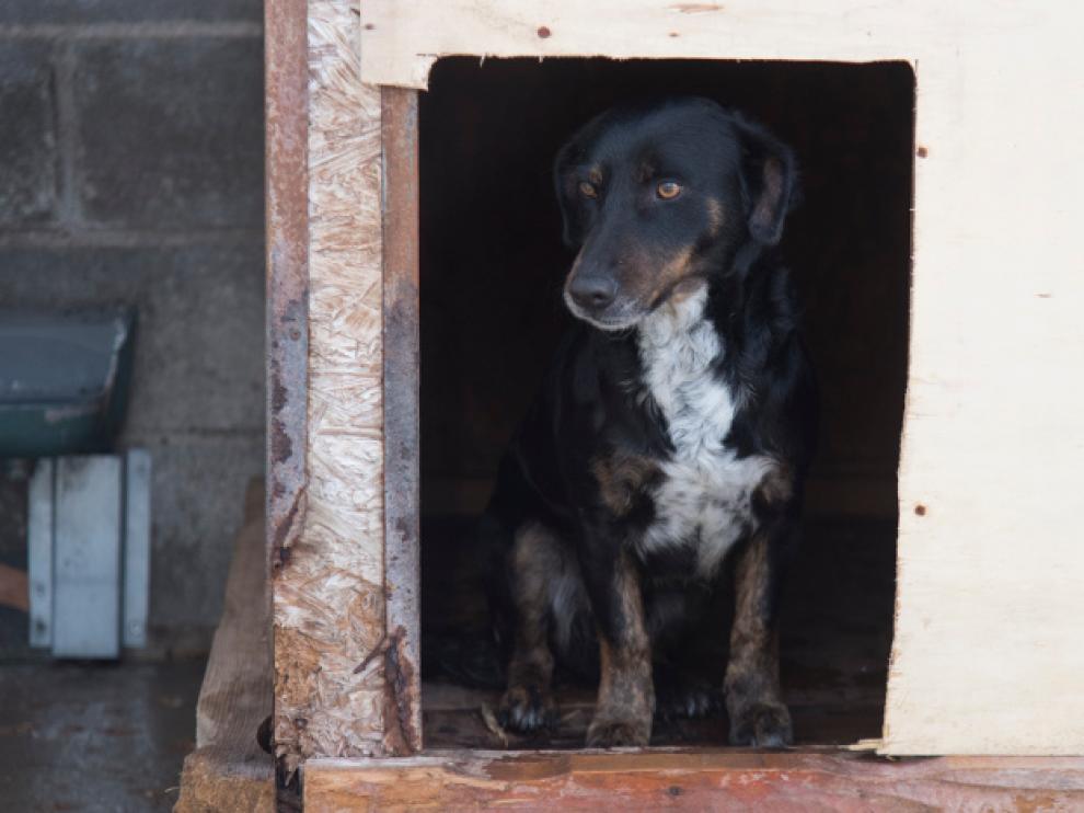 El contrato incluye la recogida de perros, su custodia y mantenimiento.