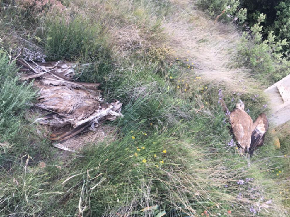 Buitres encontrados en las cercanías de Huesca