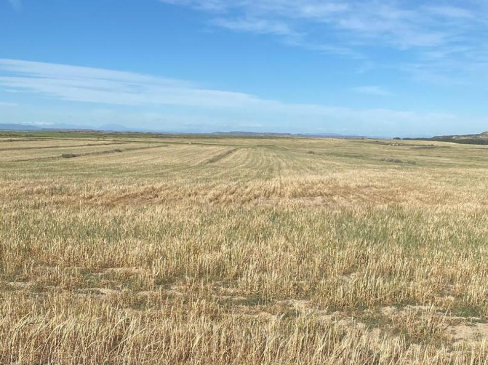 Estado que presenta un campo de cebada en la provincia de Huesca.