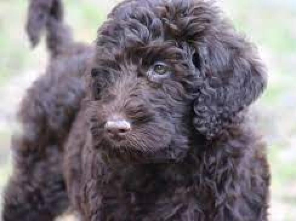 Así es la raza de perros labradooldle