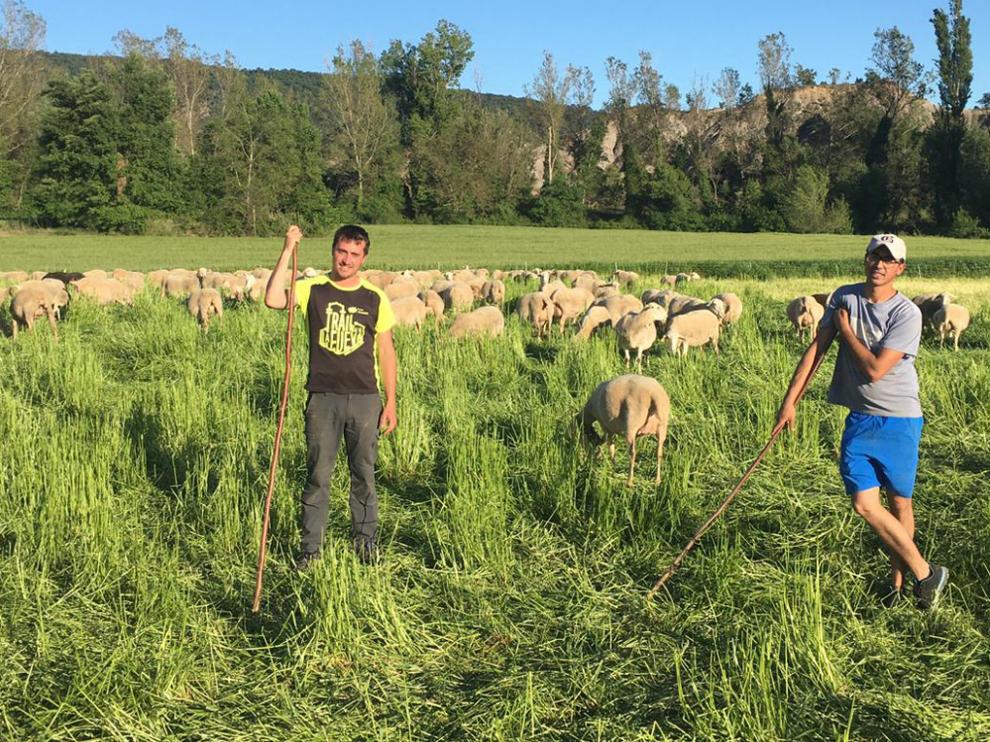 Los hermanos Sergio y Santi Citoler han apostado por el ovino para continuar en Tierrantona