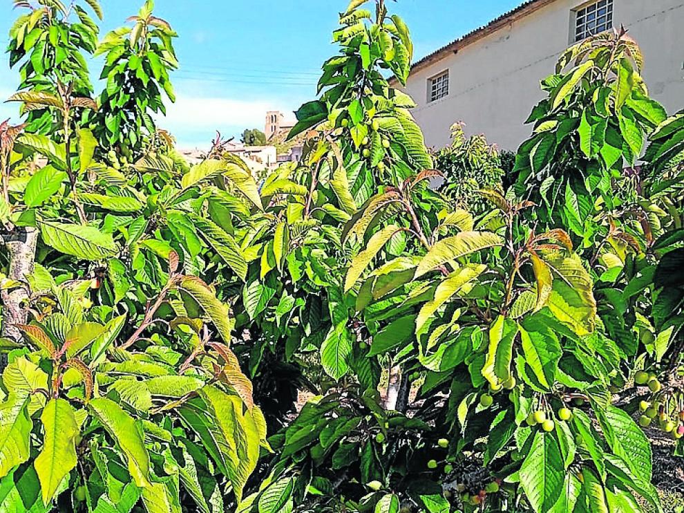 Explotación de cerezos en Bolea dañados por las heladas el pasado mes de abril.