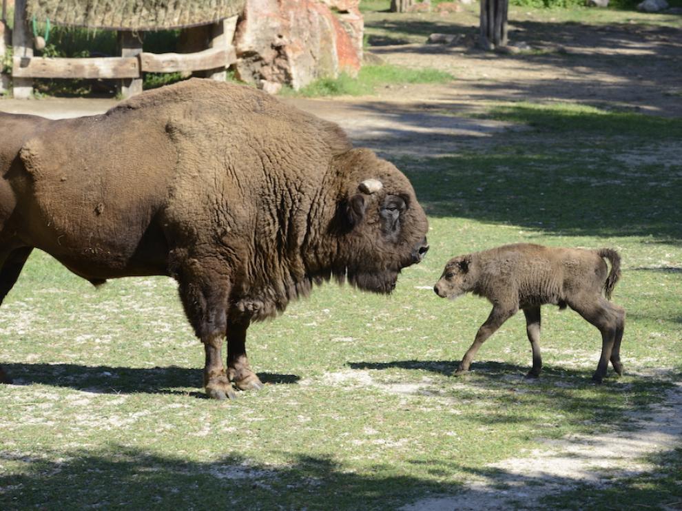 Primer bisonte europeo andaluz.