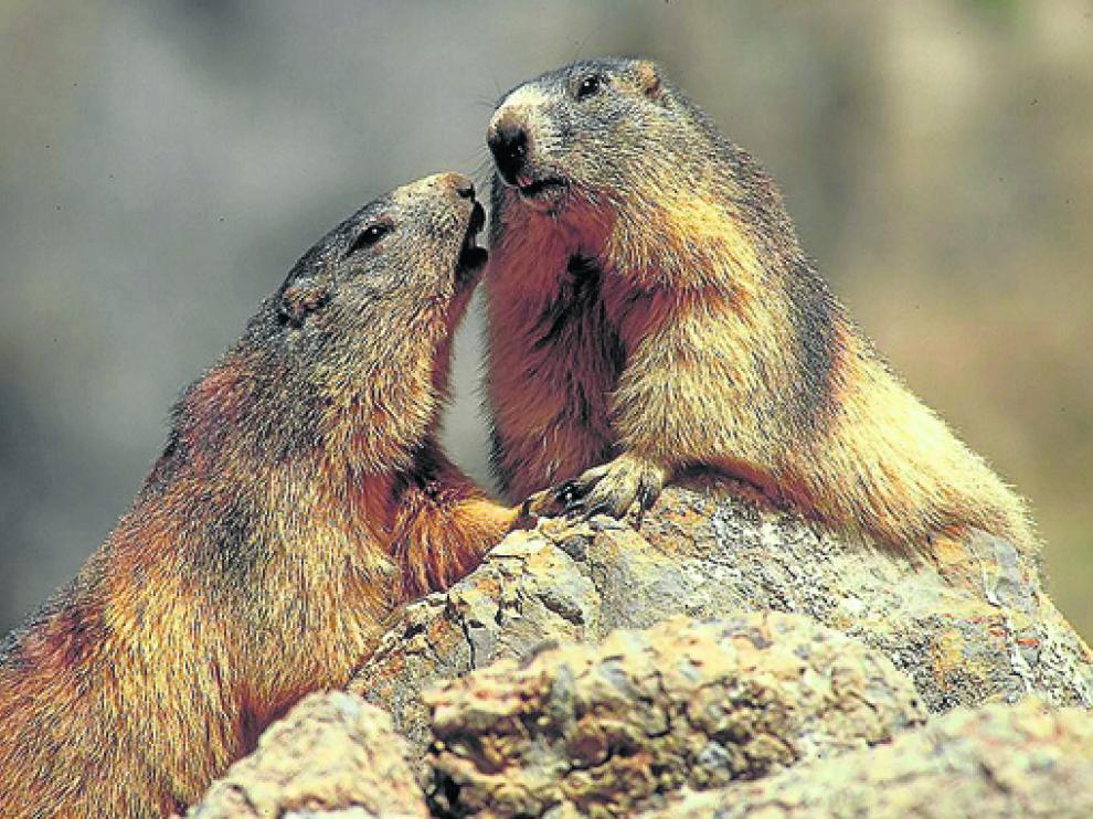 Fotografía de dos marmotas del apartado de fauna del proyecto Vivir en las alturas.