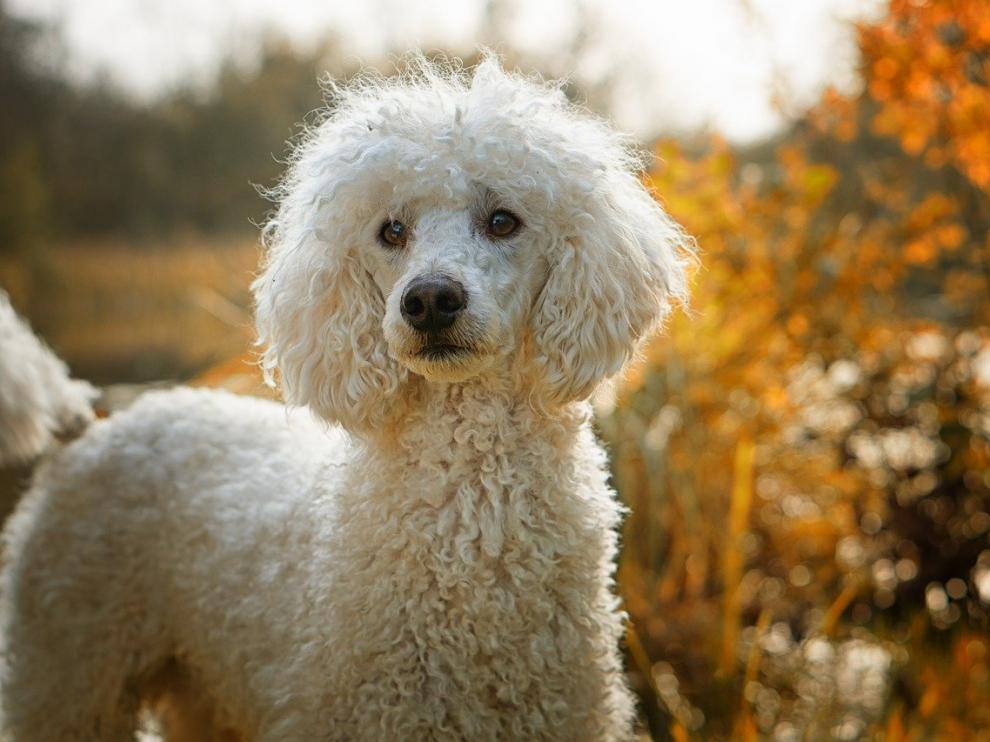 Perro de raza caniche.