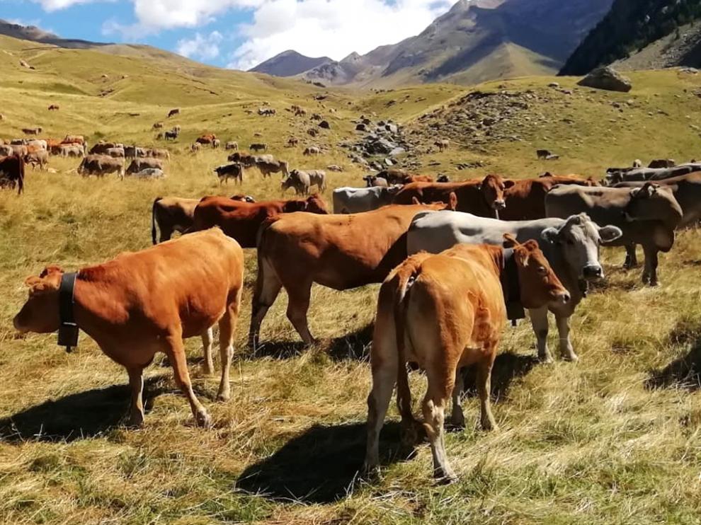 Vacas en el Valle de Benasque