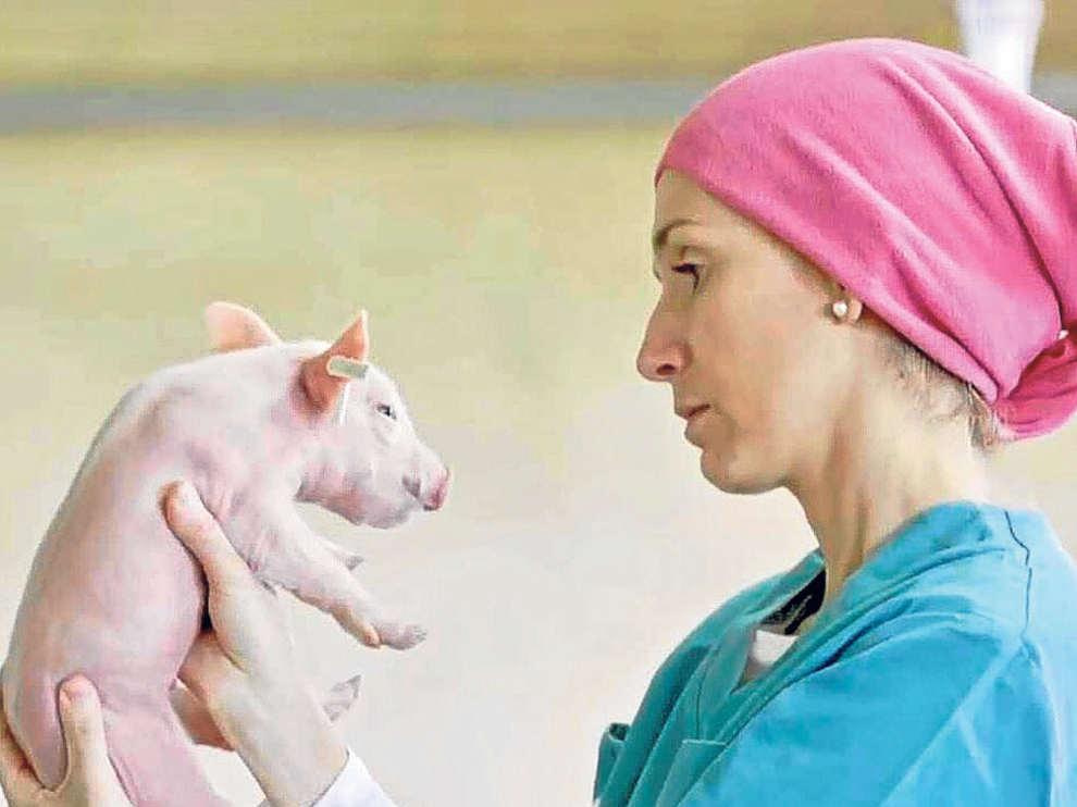 El cuidado d los animales es máximo en las granjas.