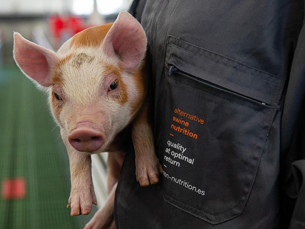 Un lechón alimentado con productos adecuados para el bienestar animal fabricados por la empresa ASN.