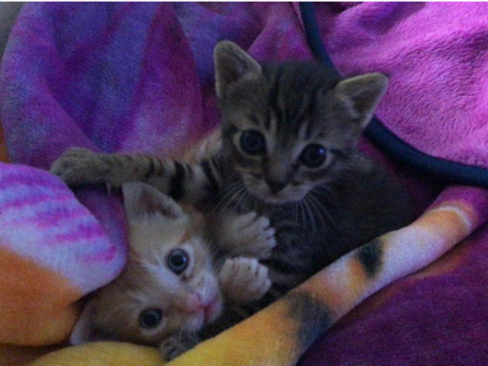 Luca y Merlín, dos gatitos rescatados