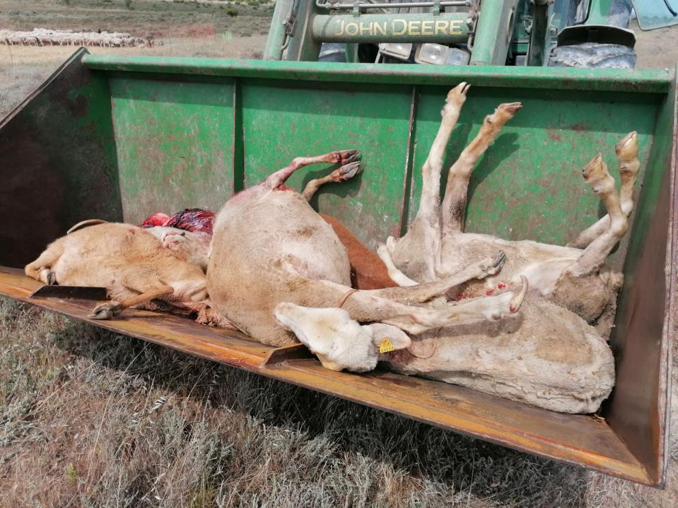 Ovejas muertas por el lobo en Tardienta