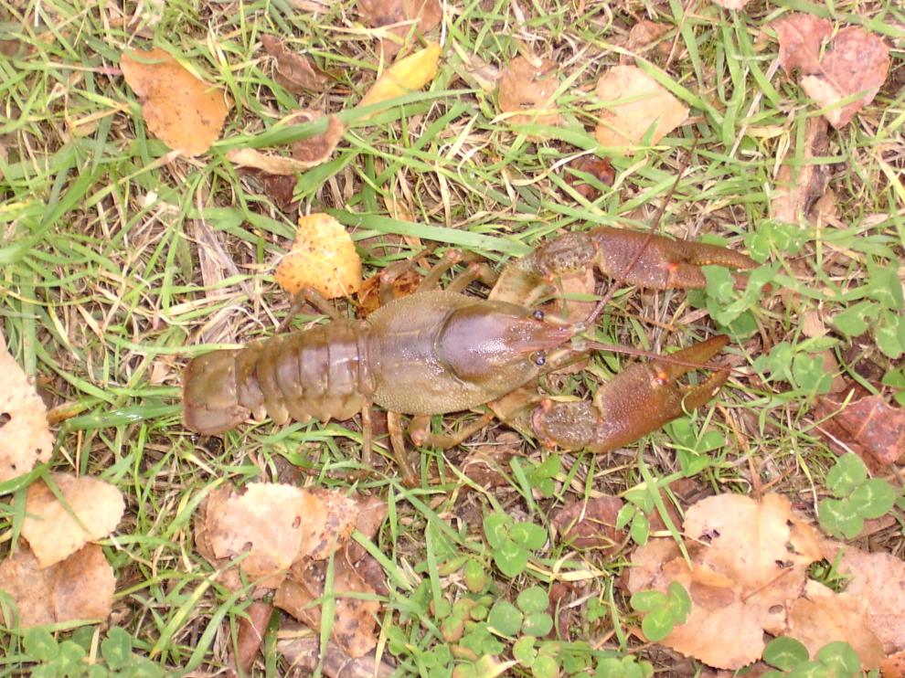 Cangrejo de río común.