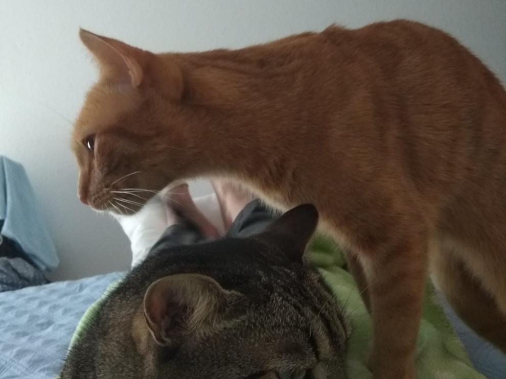 gatos