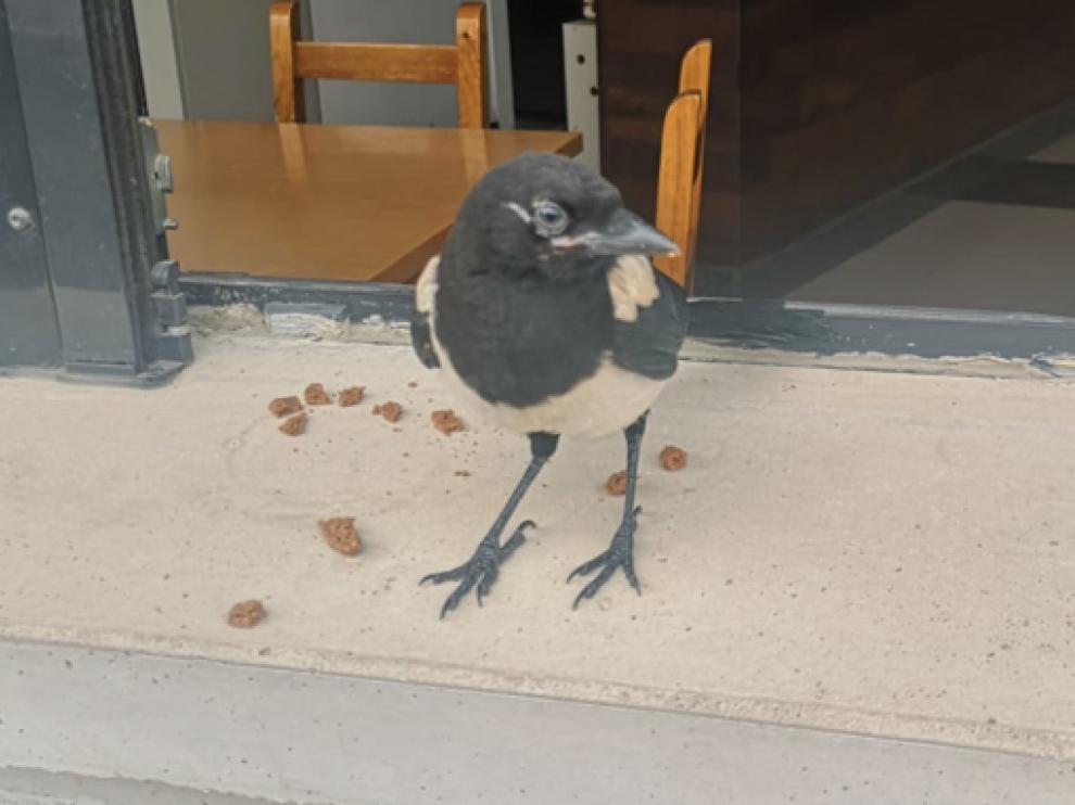 pájaro