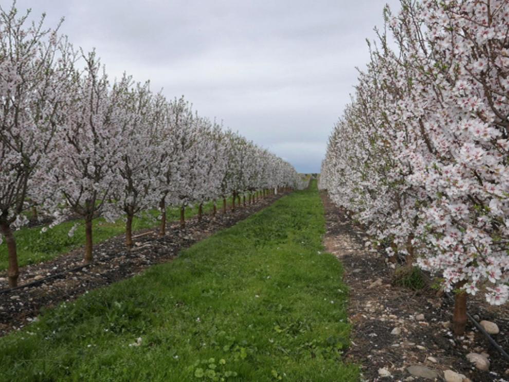 Explotación de almendros en plena floración.