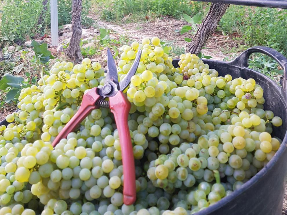 Uva del Somontano