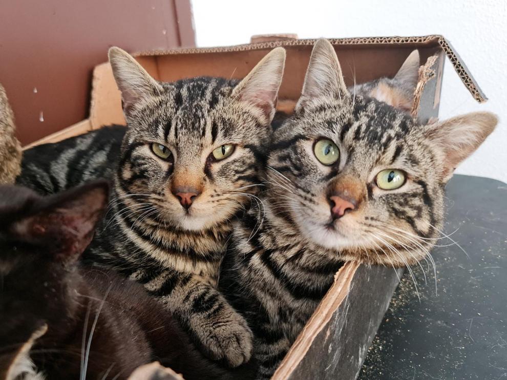 Odín y Zeus, dos gatos hermanos que están en adopción.