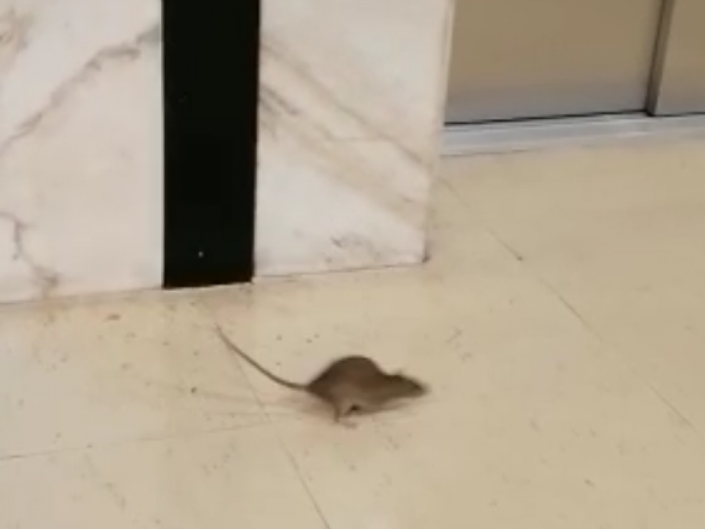 Captura del vídeo en el que puede verse al roedor