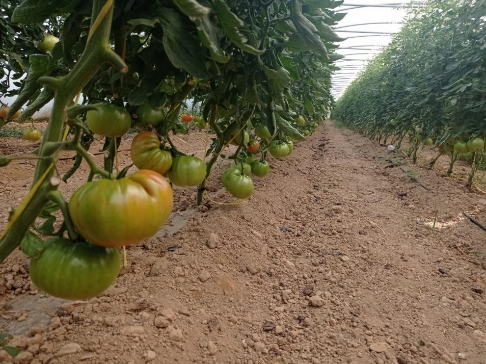 La demora en el cultivo hace que la campaña de recogida del tomate llegue más tarde.