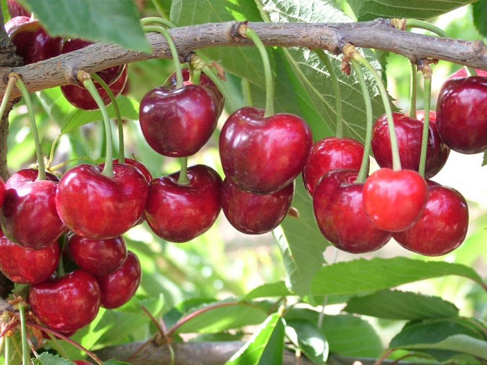 Moret incidió en que la cereza, de la que Aragón es la mayor productora de España, es muy apreciada en mercados europeos e Inglaterra,