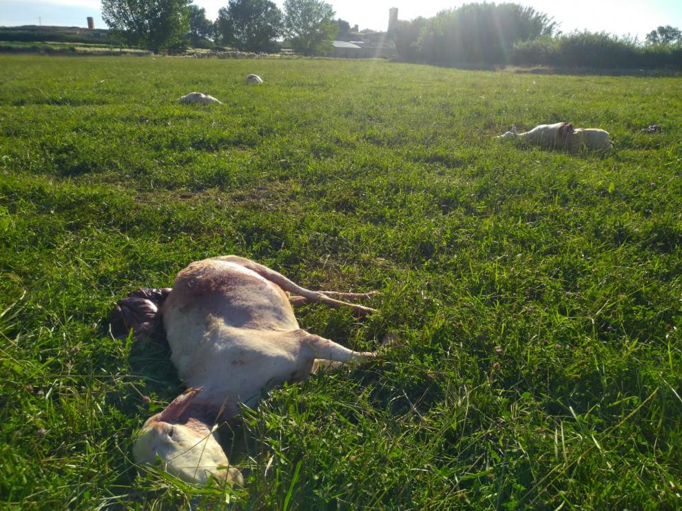 Nueve ovejas muertas y cuatro heridas en Torralba de Aragón.