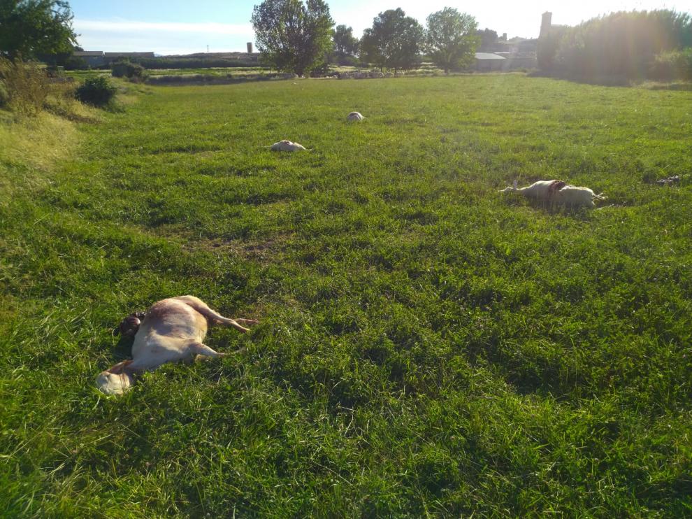 Reses muertas en una explotación de Torralba de Aragón.