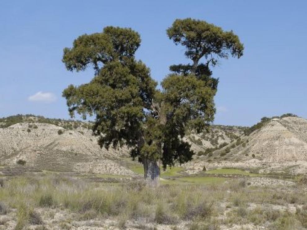Los Monegros