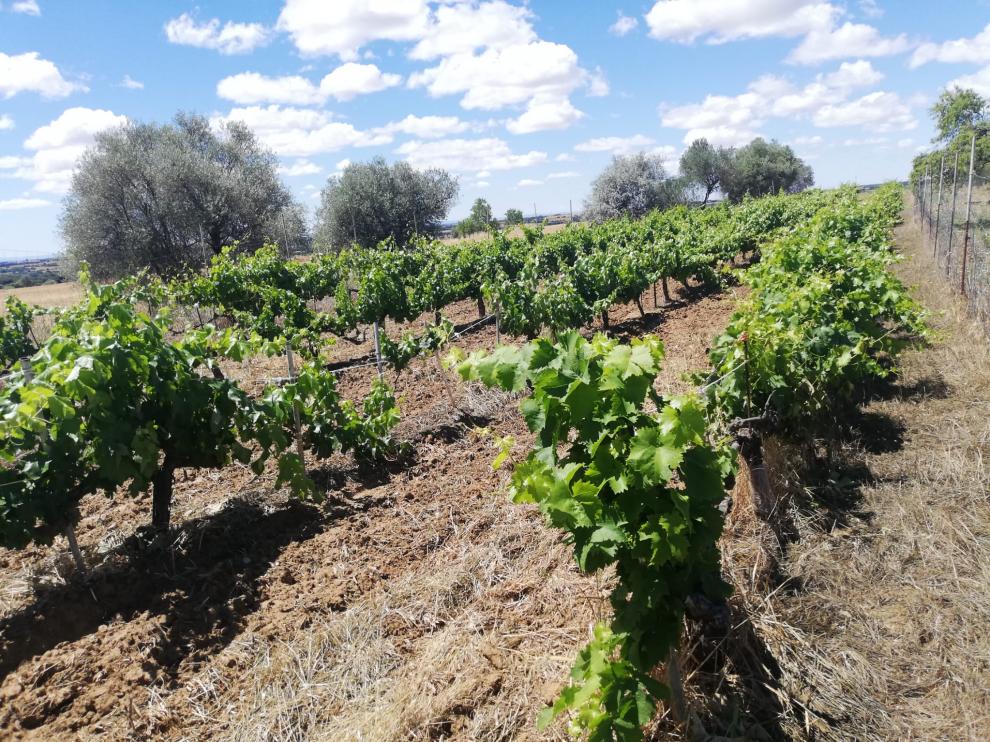 Viñas situadas en los exteriores de Casbas de Huesca.