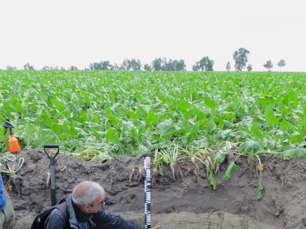 Badía explica propiedades de un suelo cultivado con remolacha.