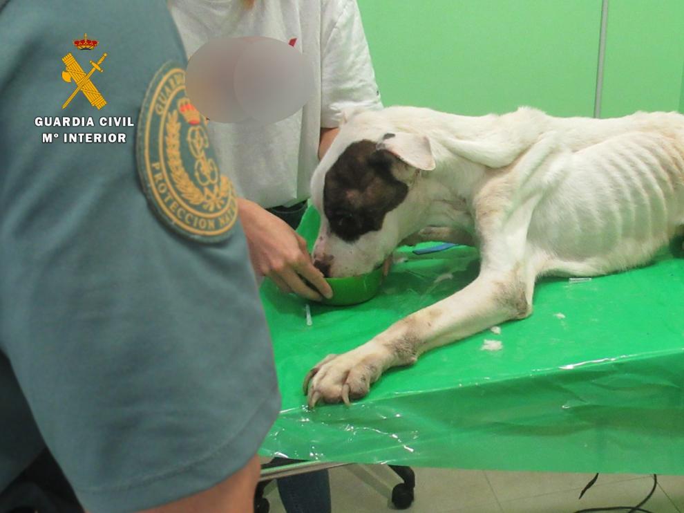 Detienen a una mujer en Fraga, tras morir su perro de hambre