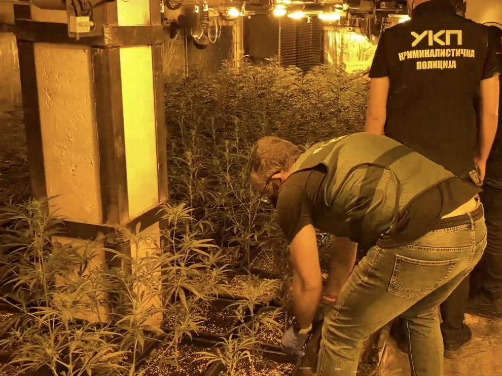 Miembros de la Guardia Civil y de la Policía Serbia, durante la intervención de una plantación de marihuana en la Operación Mitikas.