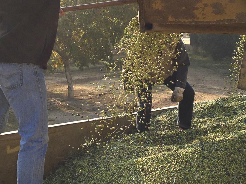 Recogida y carga de aceituna en la explotación olivar de Finca Valonga