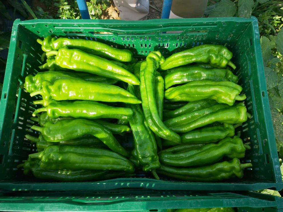 Los pimientos cultivados por primera vez en la historia de Barbastro están entre los 130 y los 140 gramos de peso