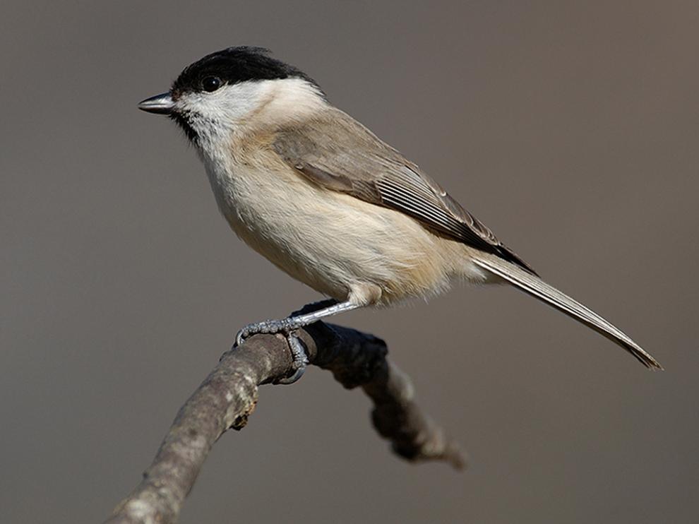 Exposición Vivir en las alturas. Fauna del Pirineo Aragonés. Carbonero palustre