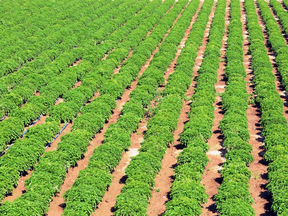 El vivero Huerta Barbereta prevé que salga toda la plantación de albahaca y las ventas se mantengan.