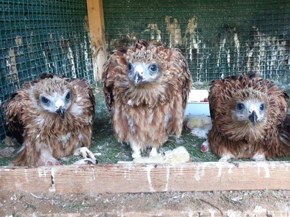 Los milanos reales nacidos en cautividad en Aragón reforzarán las reducidas poblaciones de esta especie en Andalucía