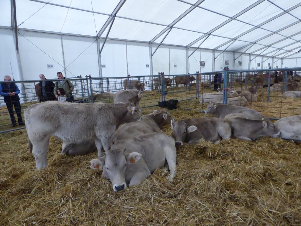 Ejemplares de vacuno de raza parda de Montaña en la Feria de Otoño de Biescas de 2019.